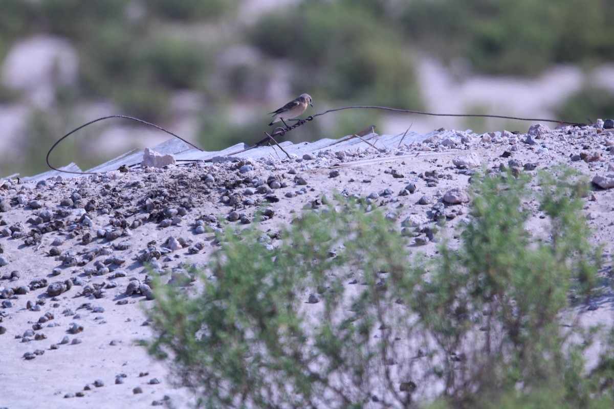 Isabelline Wheatear - ML646048530