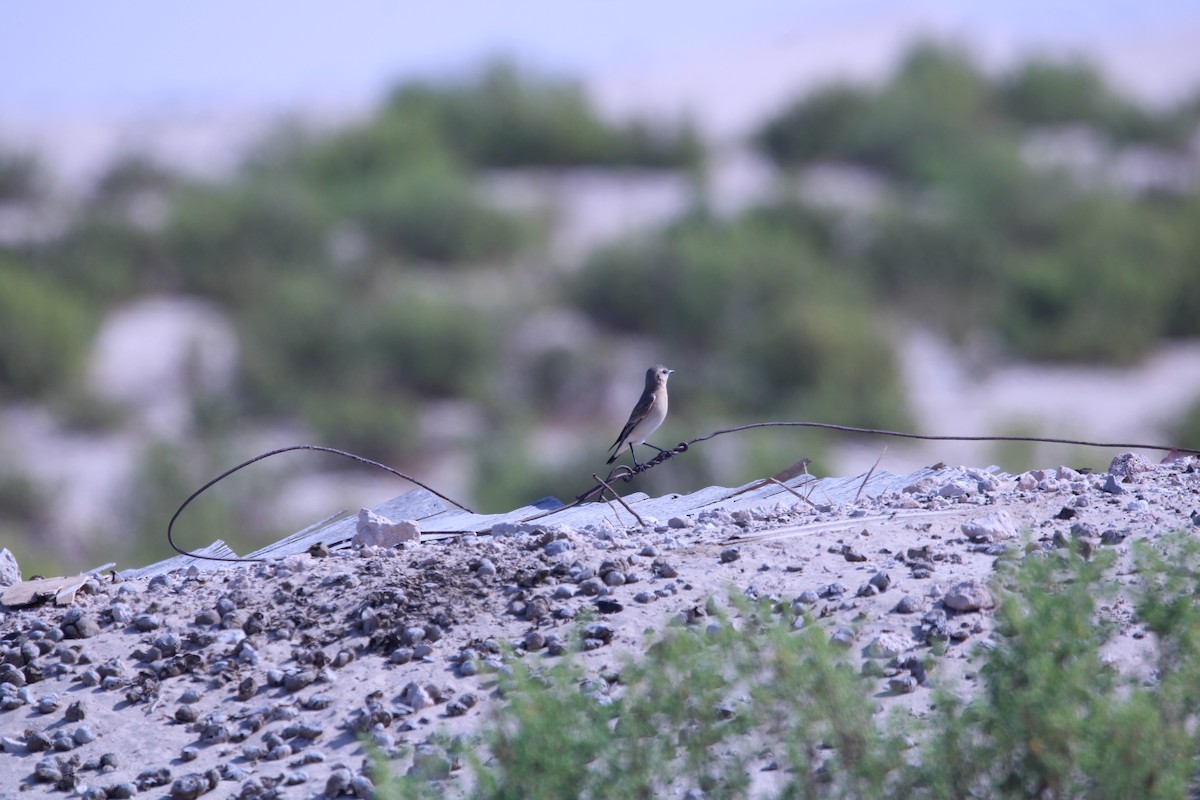 Isabelline Wheatear - ML646048531