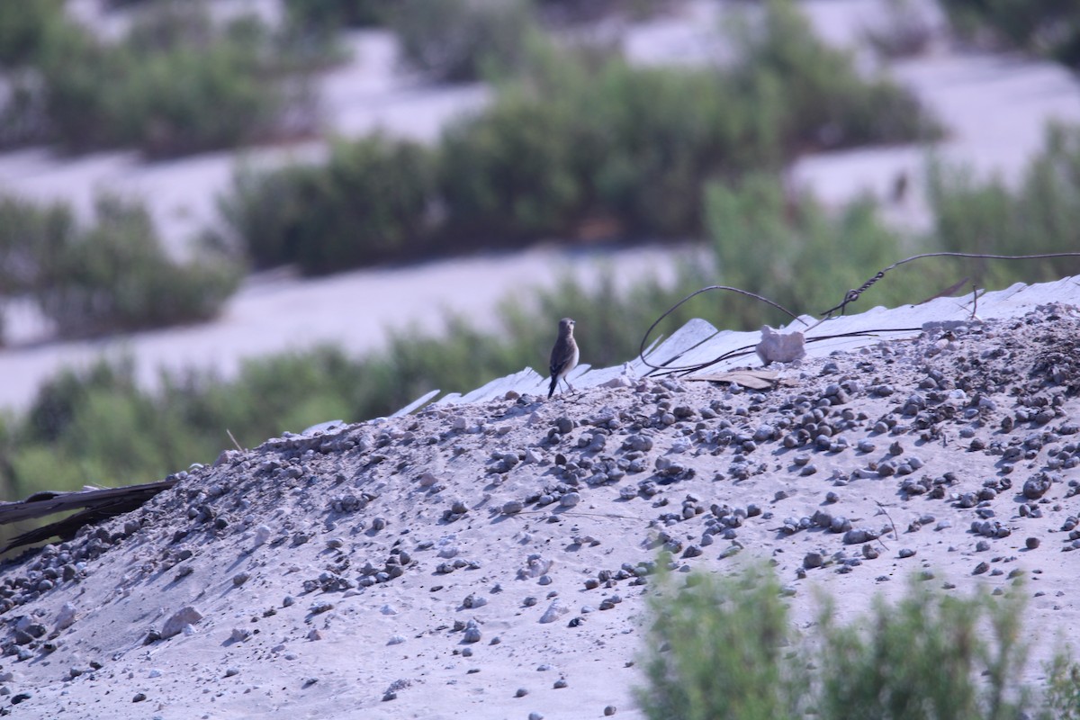 Isabelline Wheatear - ML646048532