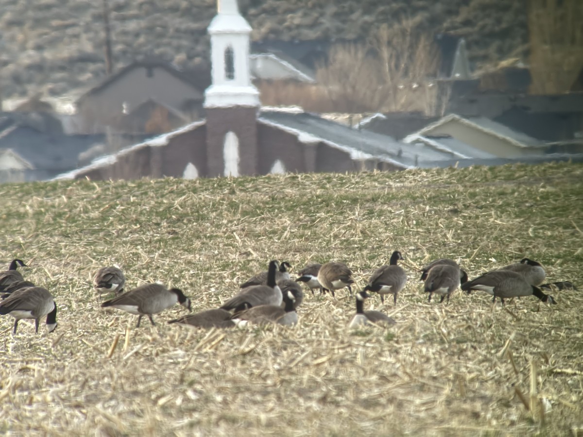 Cackling Goose - ML646048534