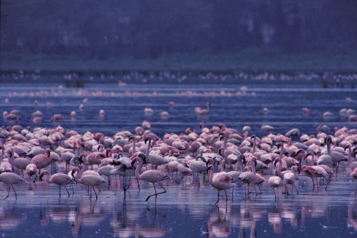 Lesser Flamingo - ML646048538