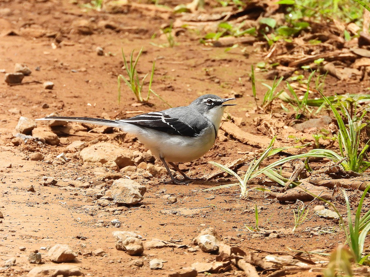 Mountain Wagtail - ML646048543