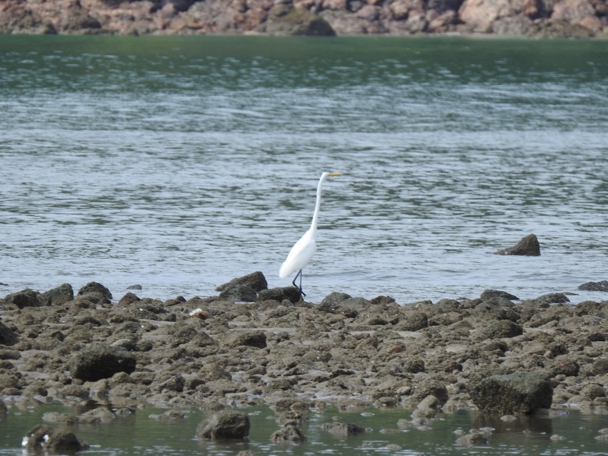 Great Egret - ML646048544
