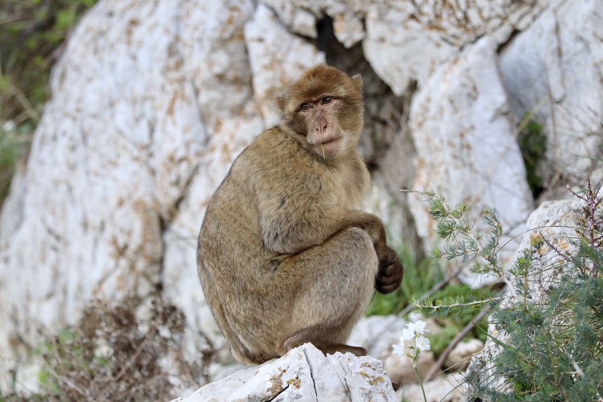 Barbary Macaque - ML646048545