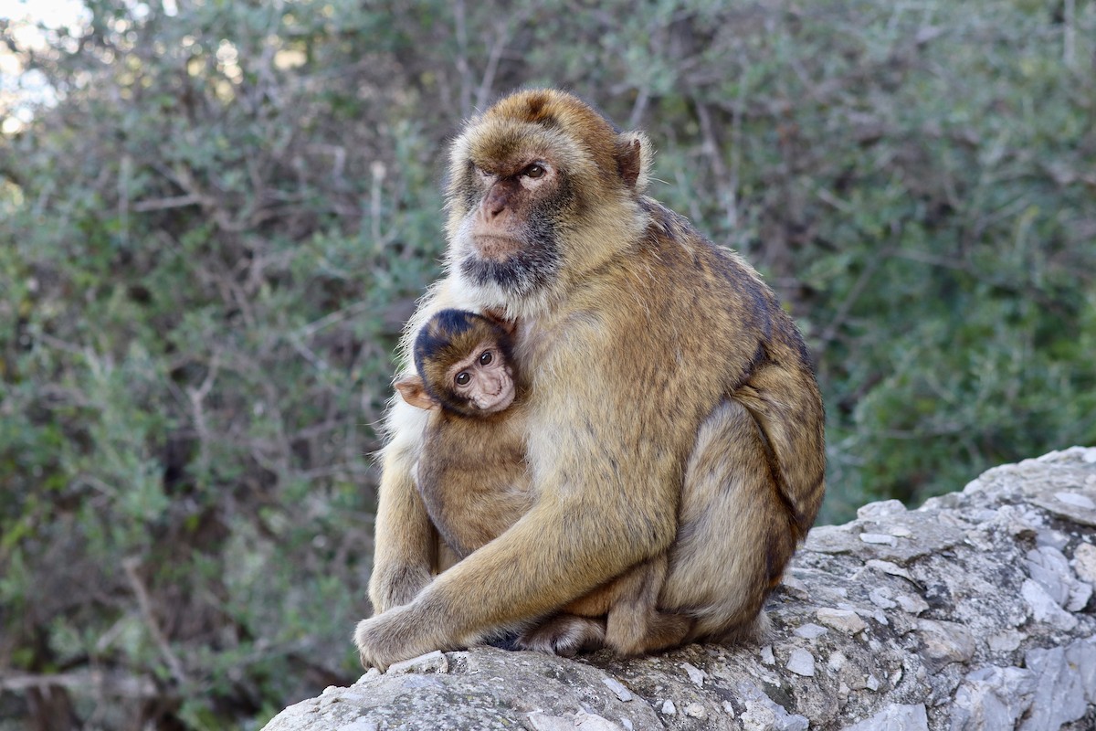 Barbary Macaque - ML646048546