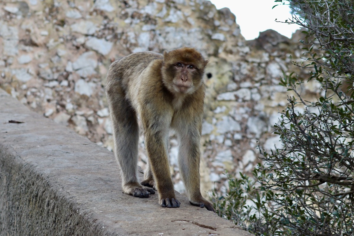 Barbary Macaque - ML646048547