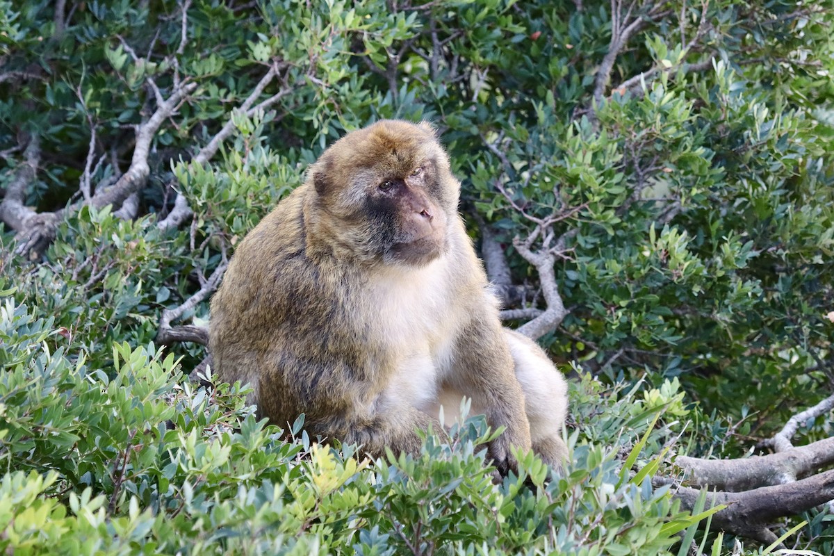 Barbary Macaque - ML646048548