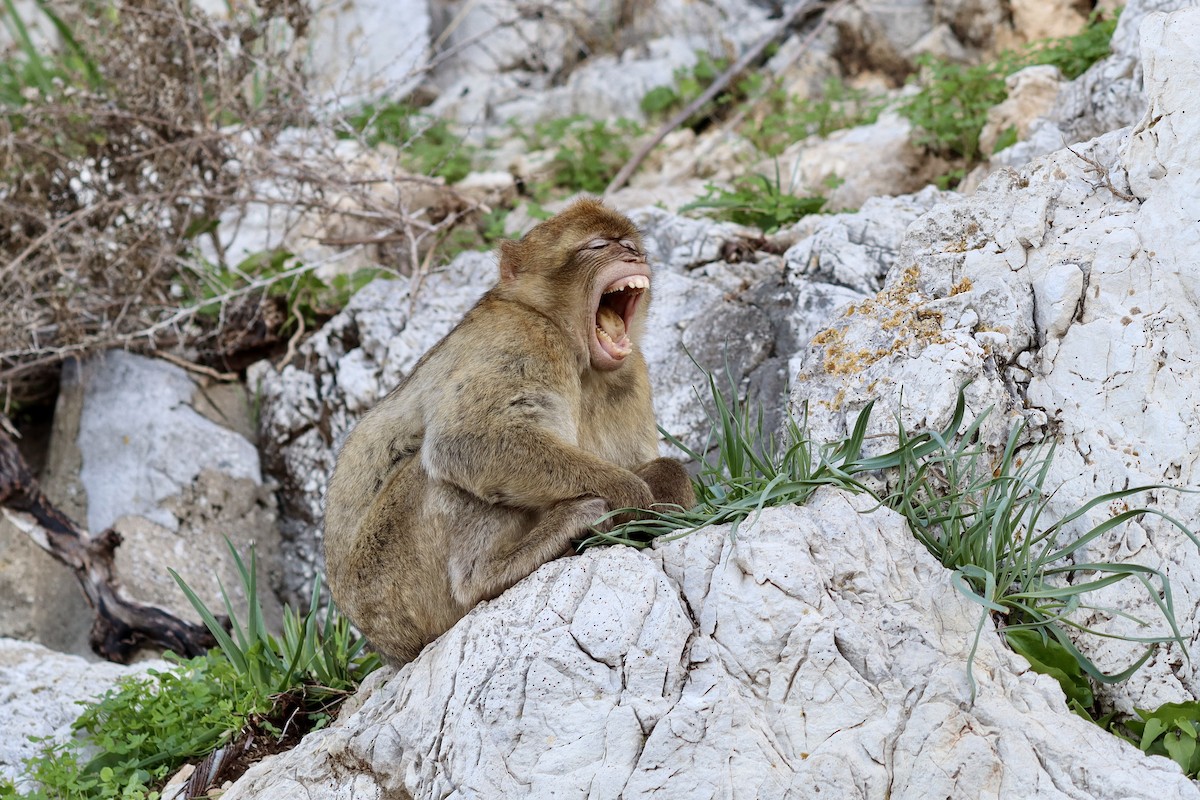 Barbary Macaque - ML646048549