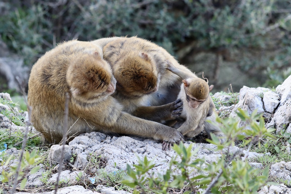Barbary Macaque - ML646048550