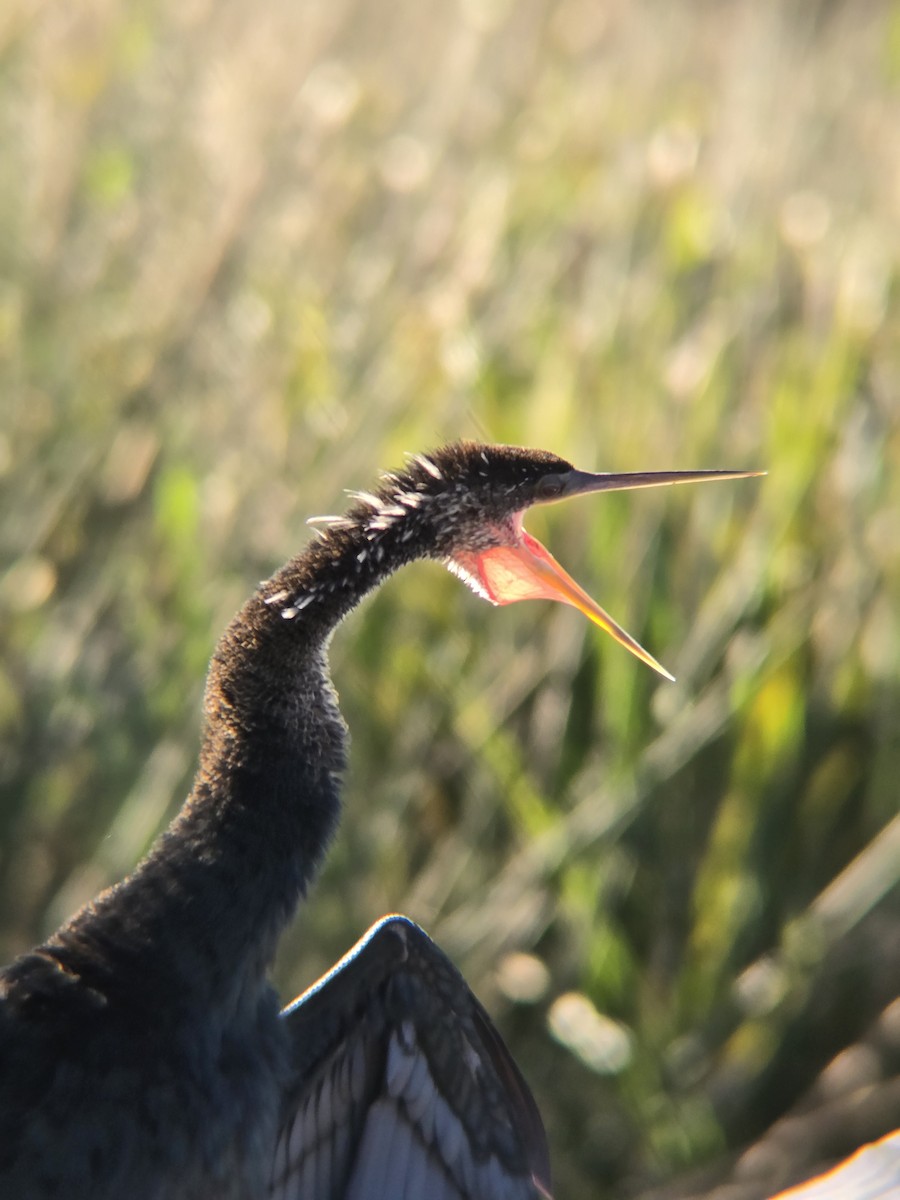 Anhinga - ML646048551