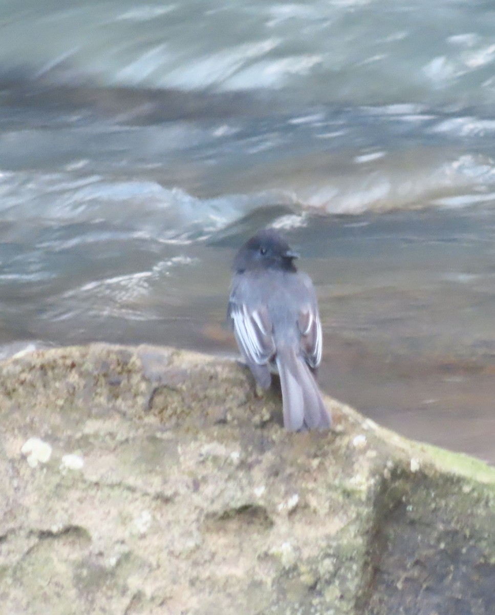 Black Phoebe (White-winged) - ML646048552