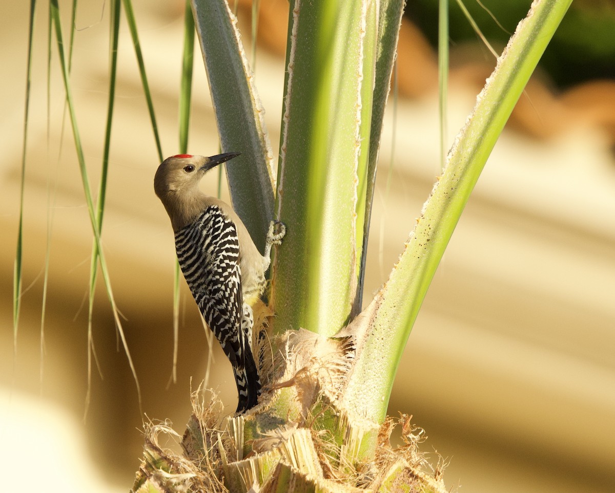 Gila Woodpecker - ML646048554