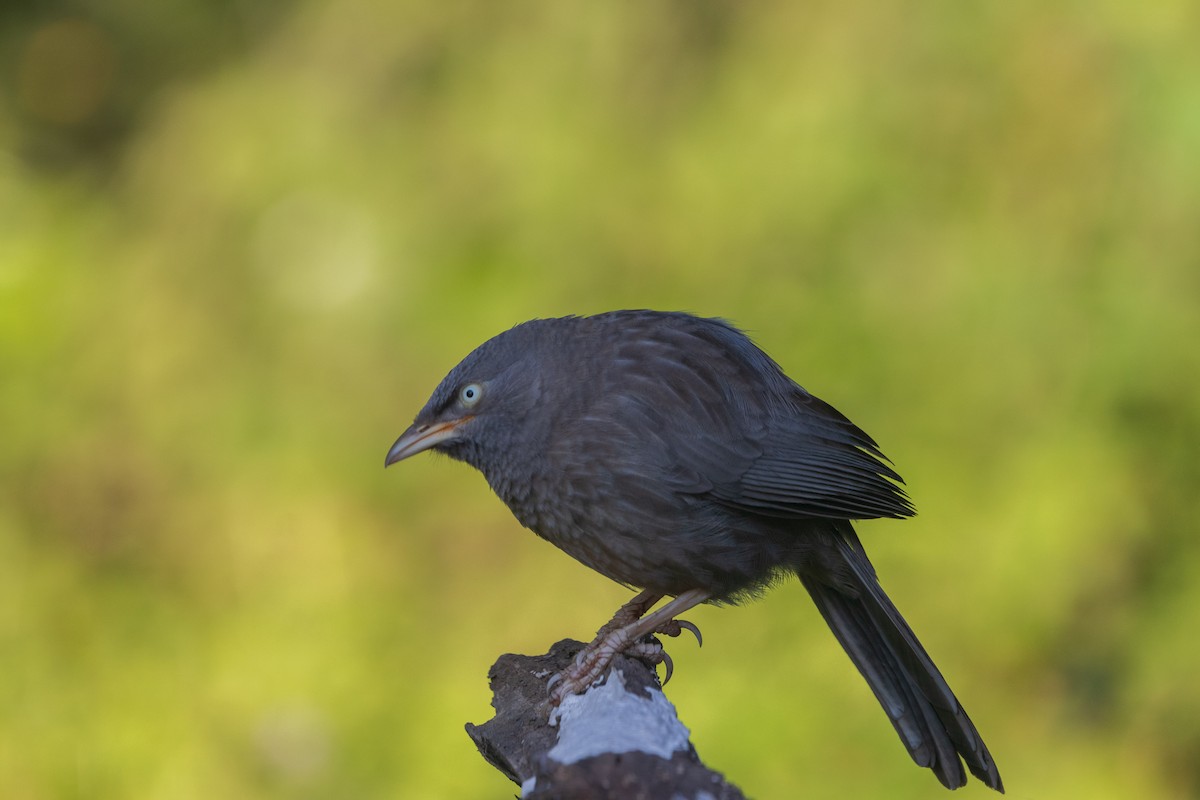 Jungle Babbler - ML646048557