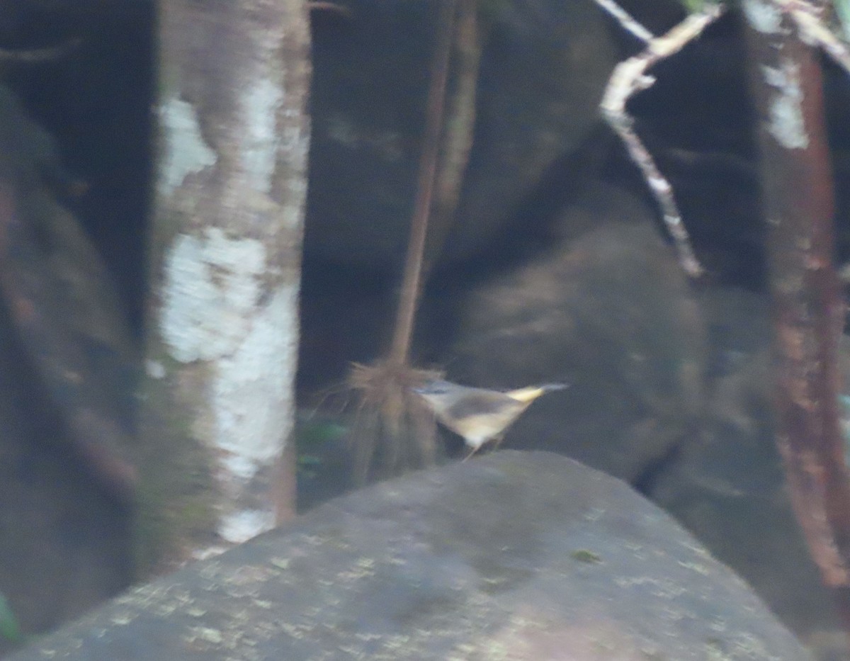 Buff-rumped Warbler - ML646048559