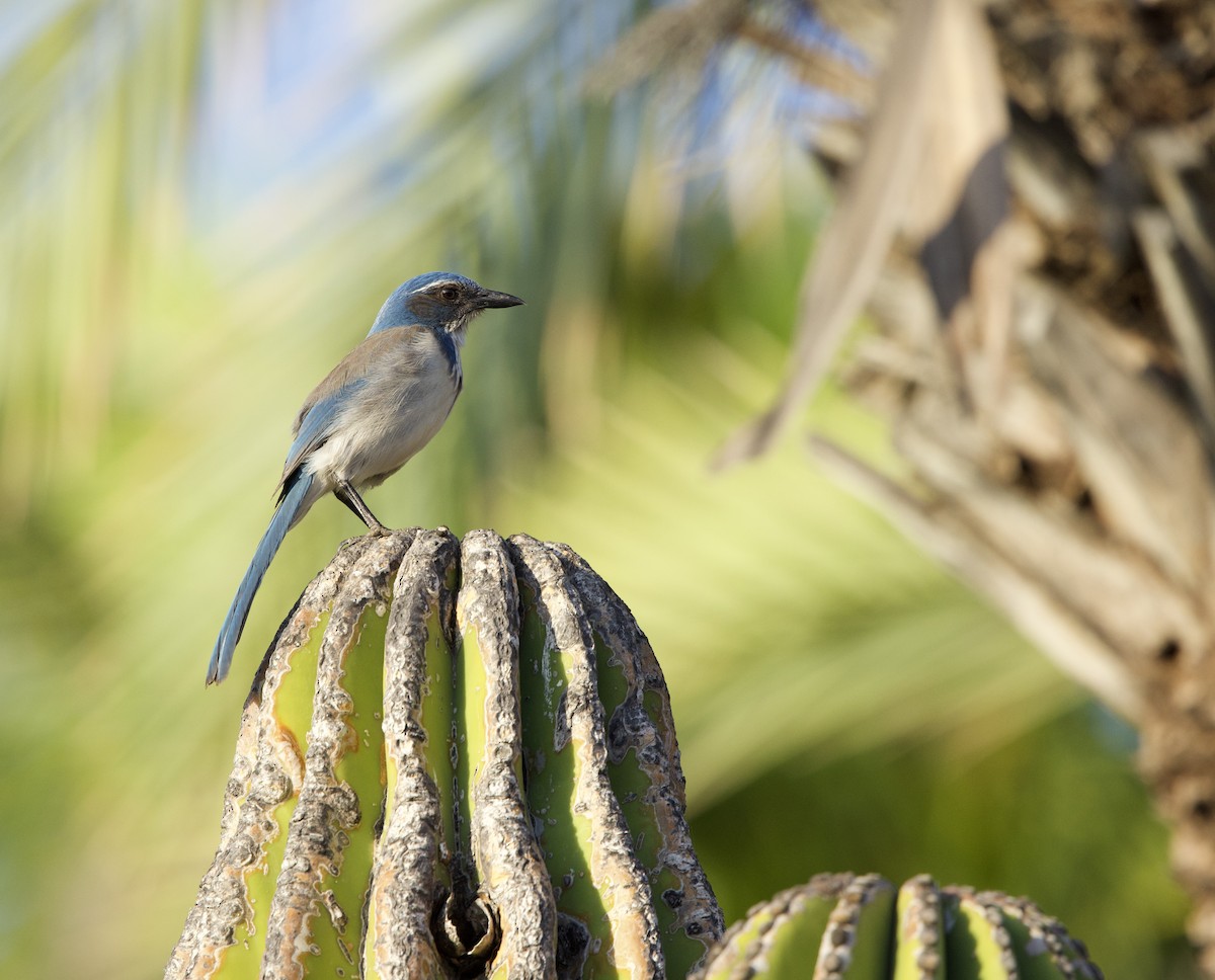 California Scrub-Jay - ML646048560