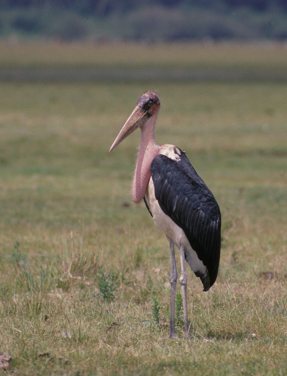 Marabou Stork - ML646048564