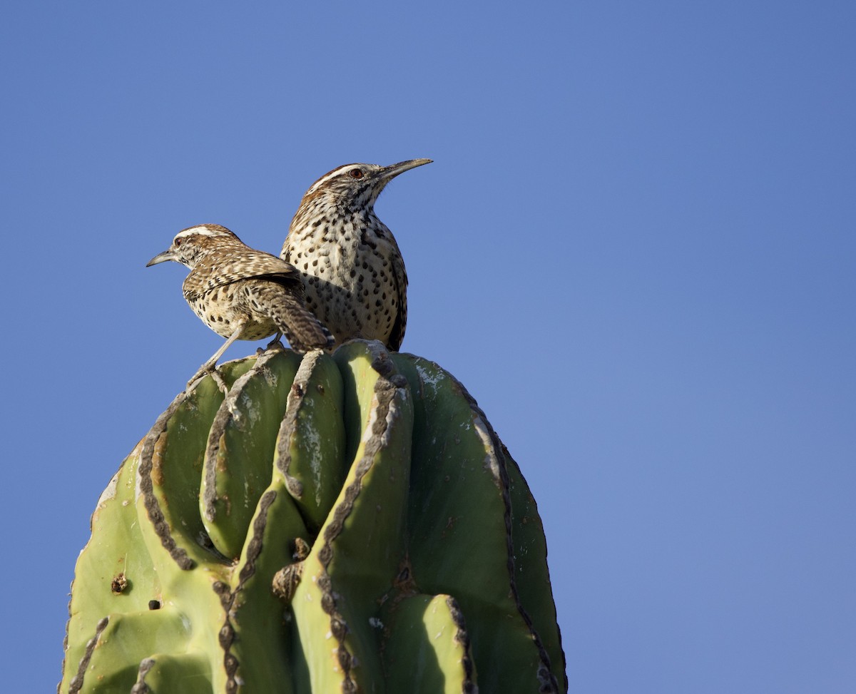 Cactus Wren - ML646048565