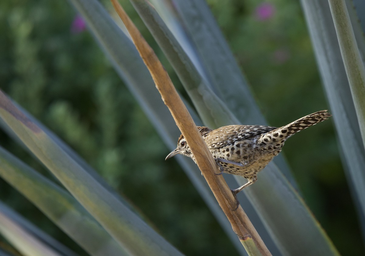 Cactus Wren - ML646048566