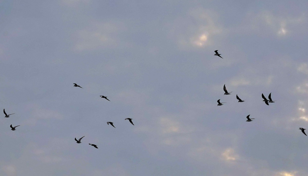 Whiskered Tern - ML646048567