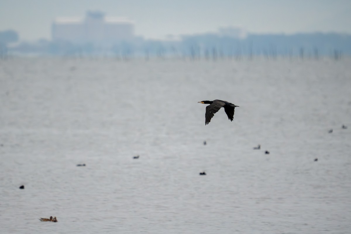 Great Cormorant - ML646048568