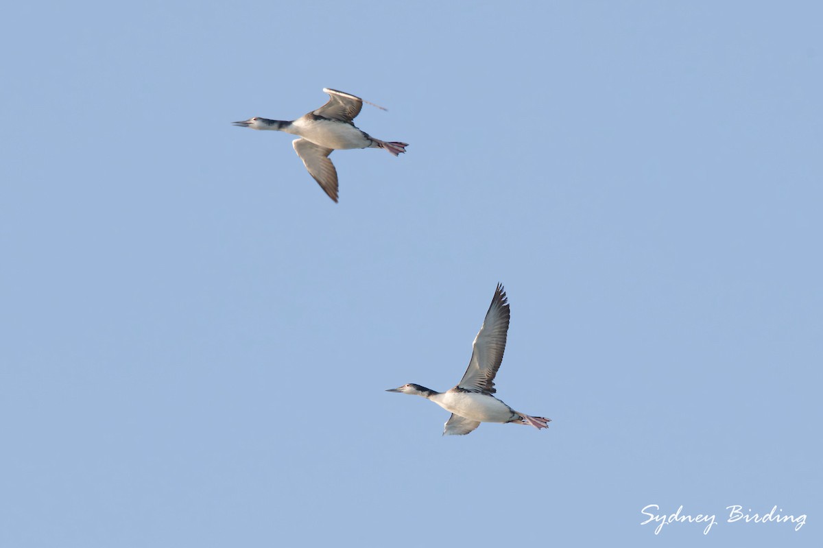Common Loon - ML646048570