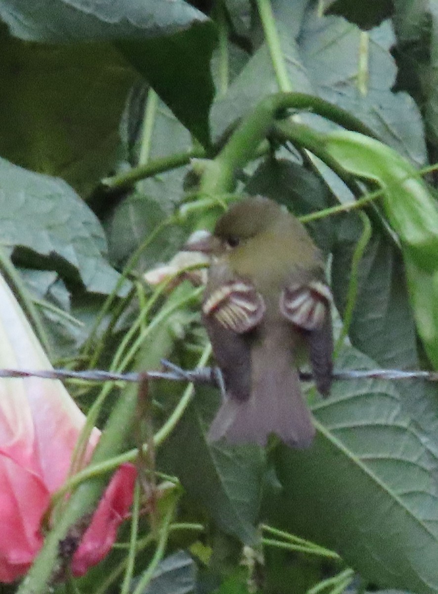 Empidonax sp. - ML646048571