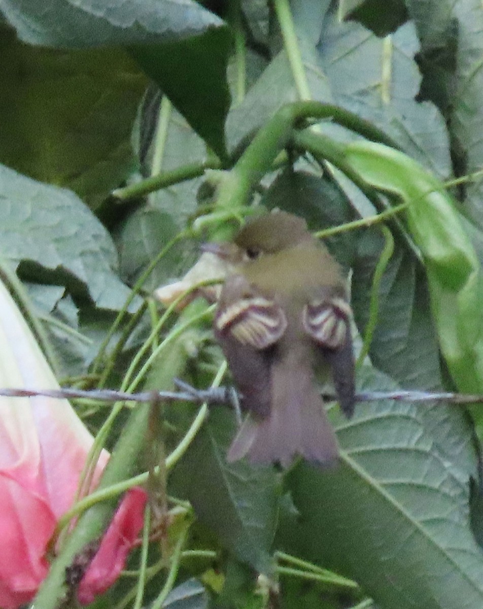 Empidonax sp. - ML646048572