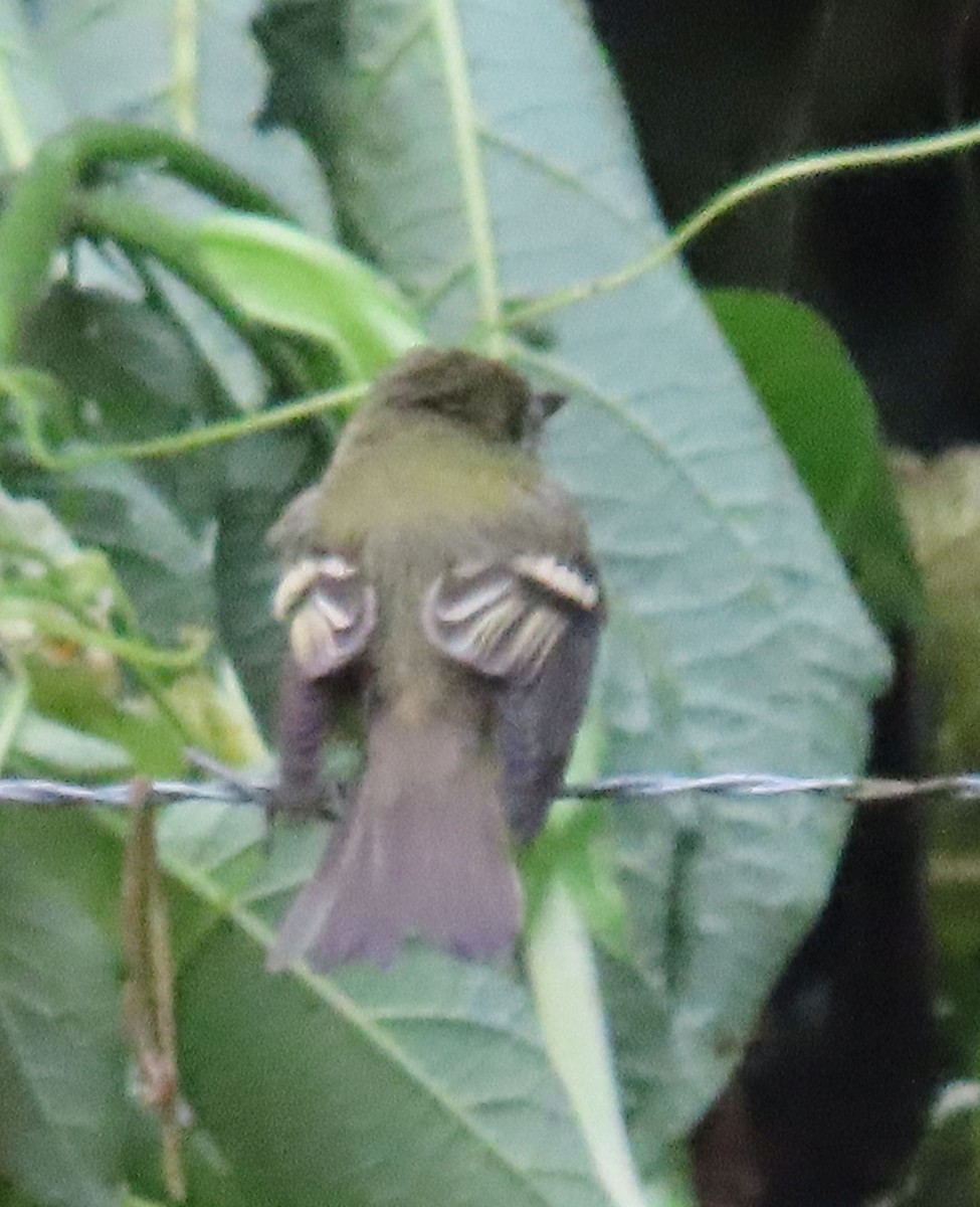 Empidonax sp. - ML646048573