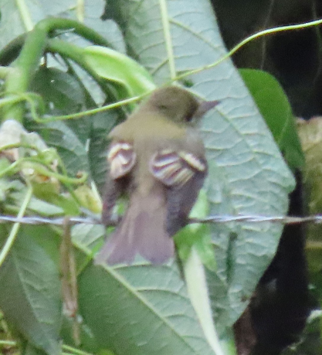 Empidonax sp. - ML646048574