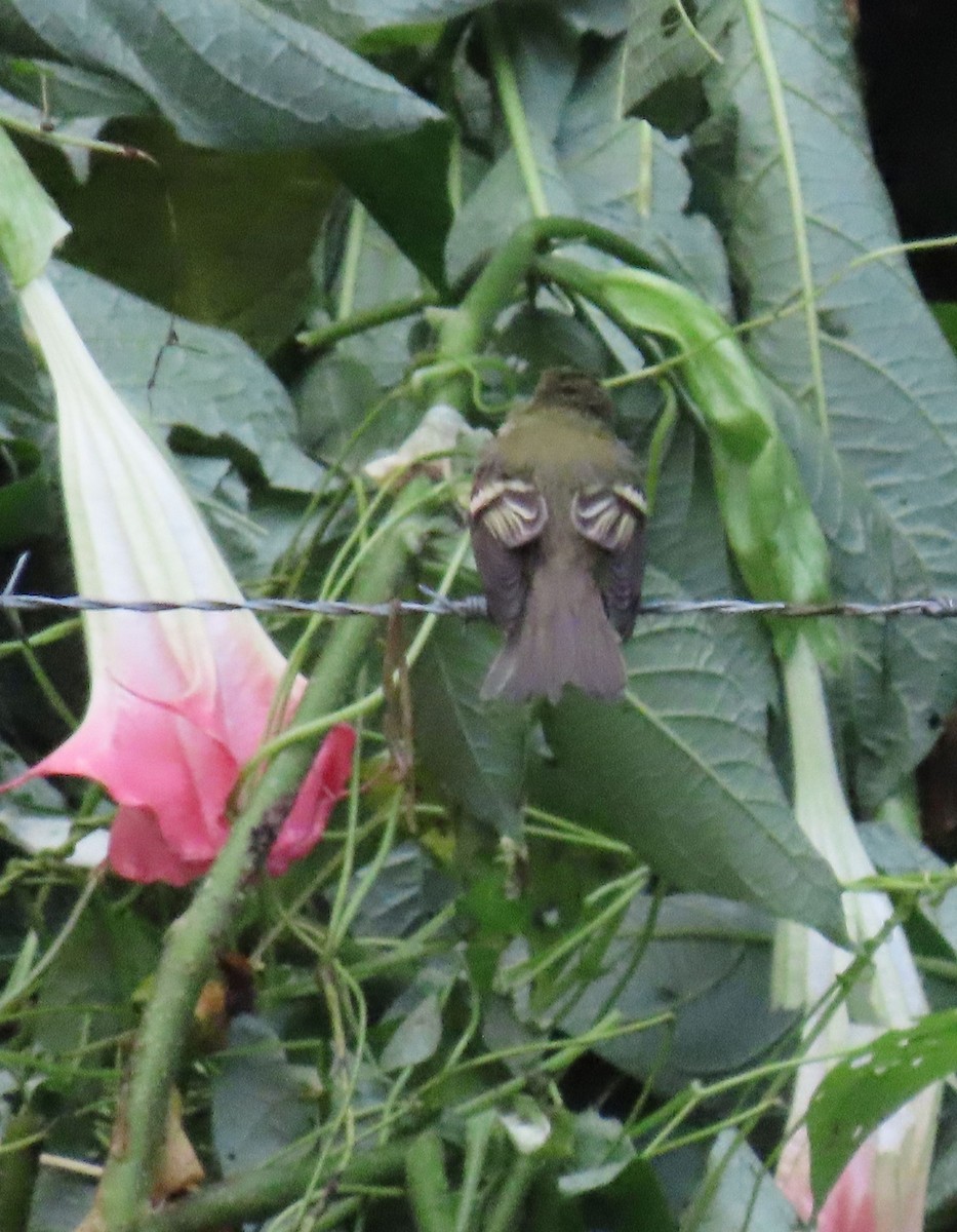 Empidonax sp. - ML646048575