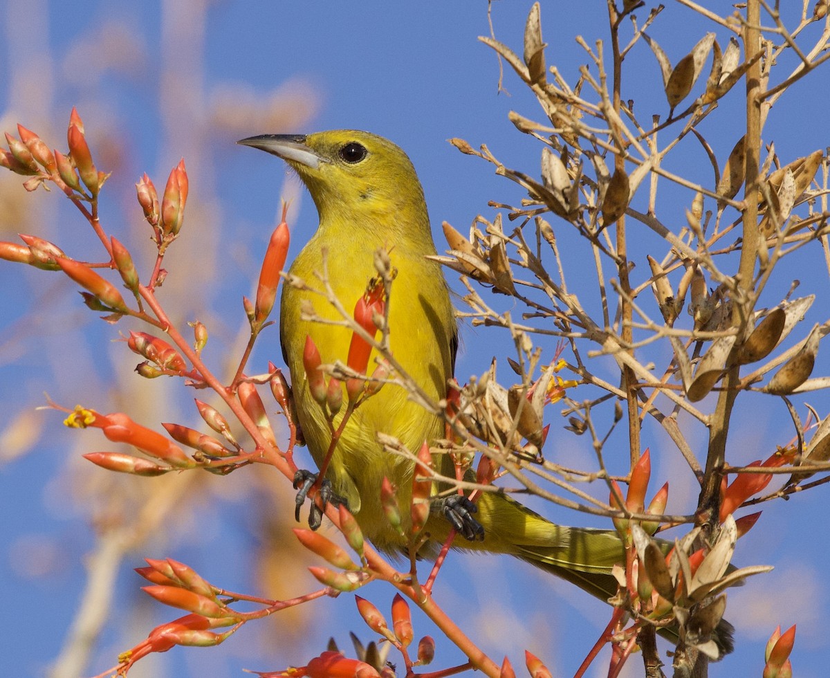 Hooded Oriole - ML646048576