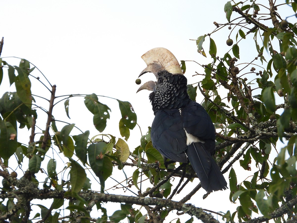 Silvery-cheeked Hornbill - ML646048577