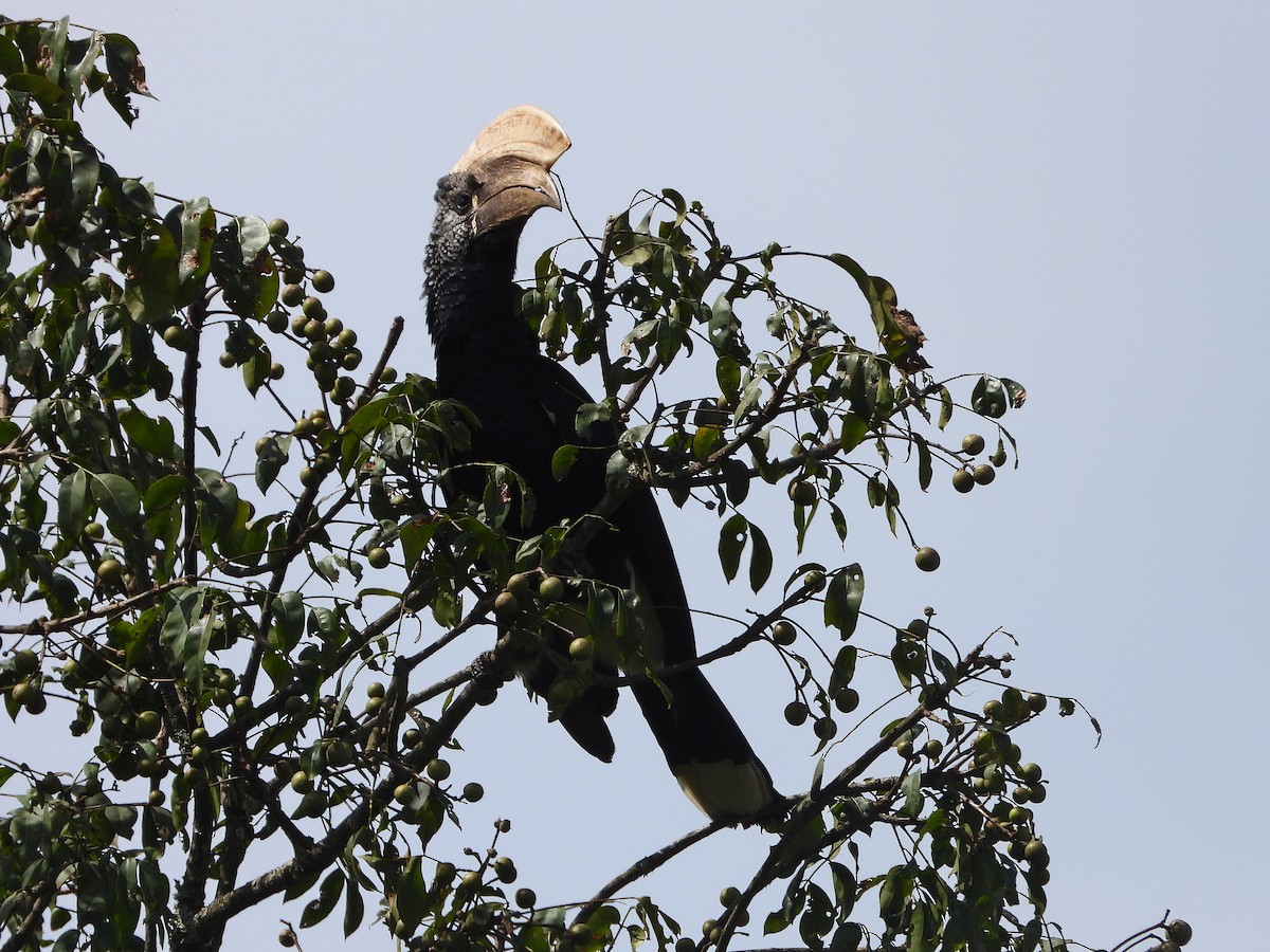 Silvery-cheeked Hornbill - ML646048578