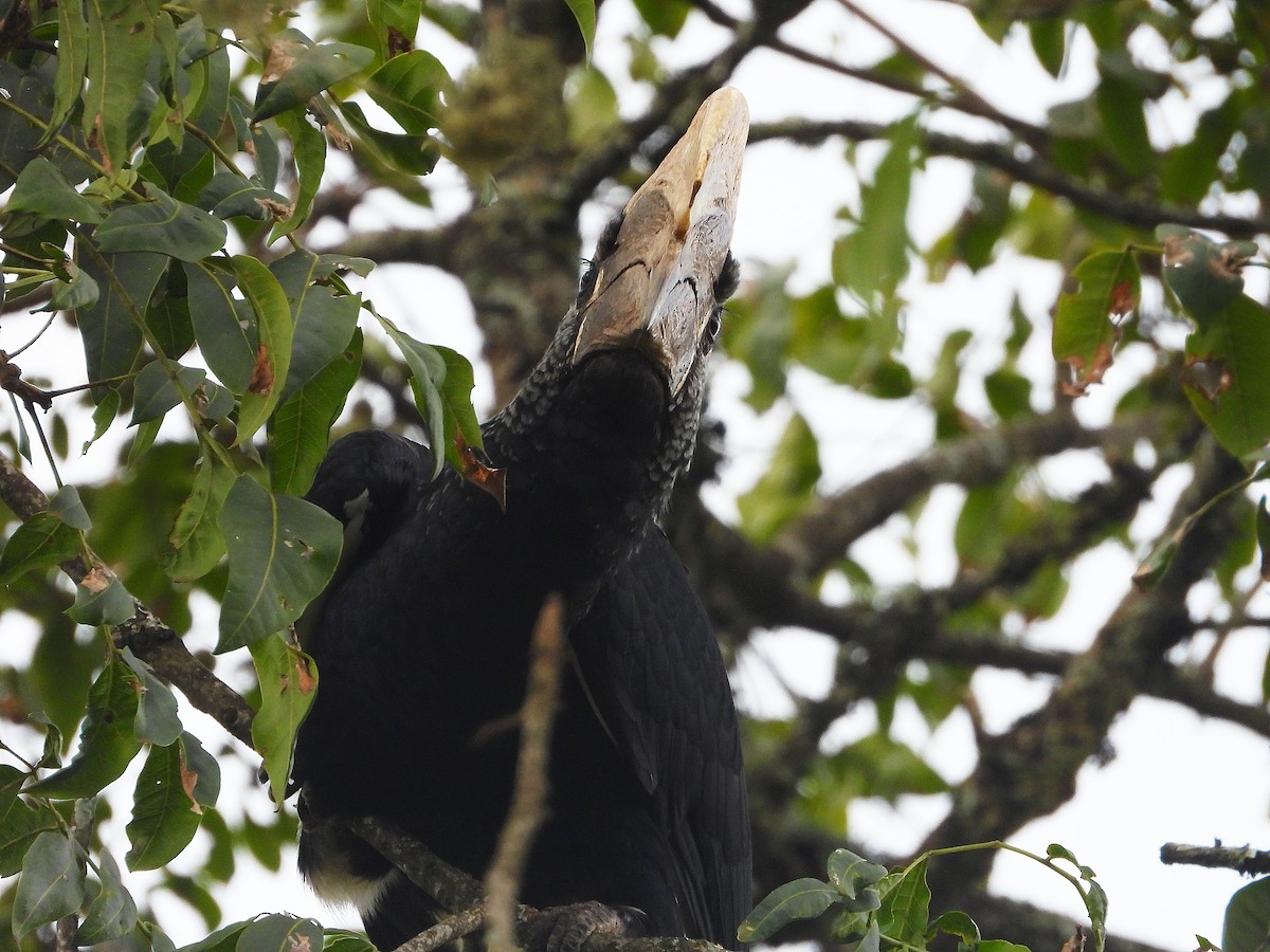 Silvery-cheeked Hornbill - ML646048579