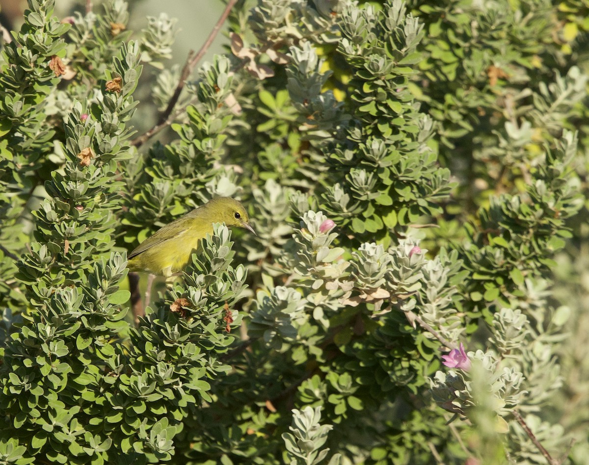 Orange-crowned Warbler - ML646048581