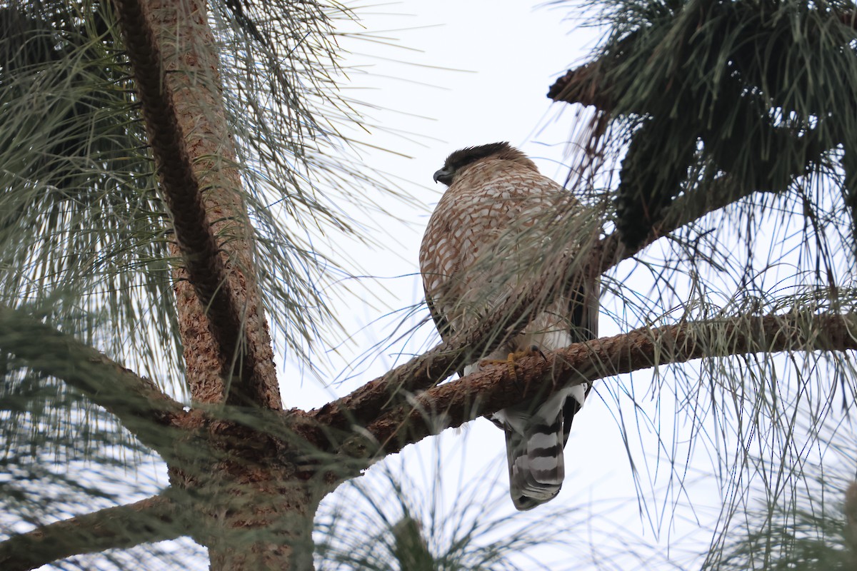 Cooper's Hawk - ML646048582