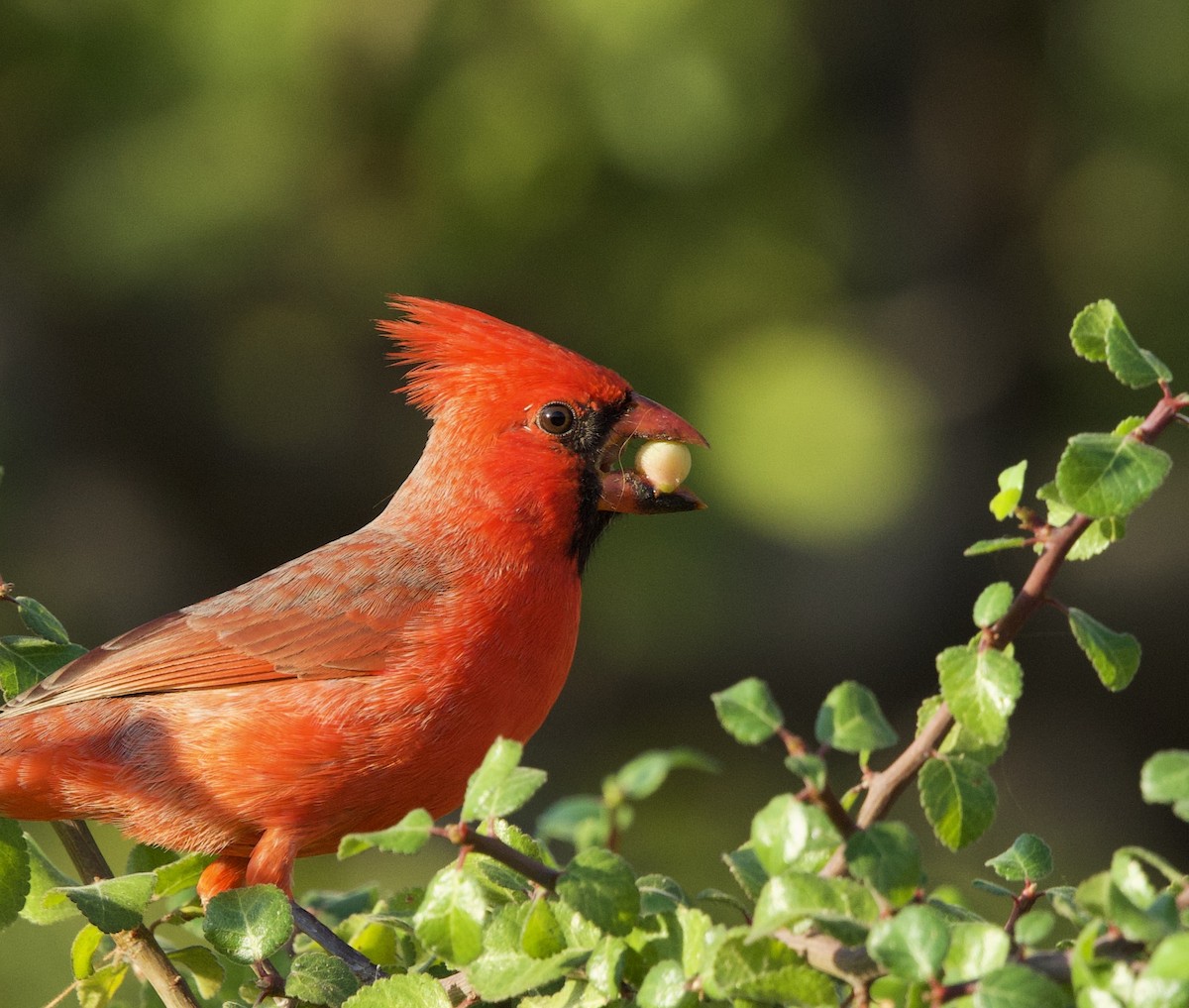 Northern Cardinal - ML646048586
