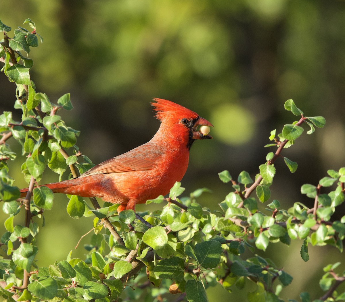 Northern Cardinal - ML646048587