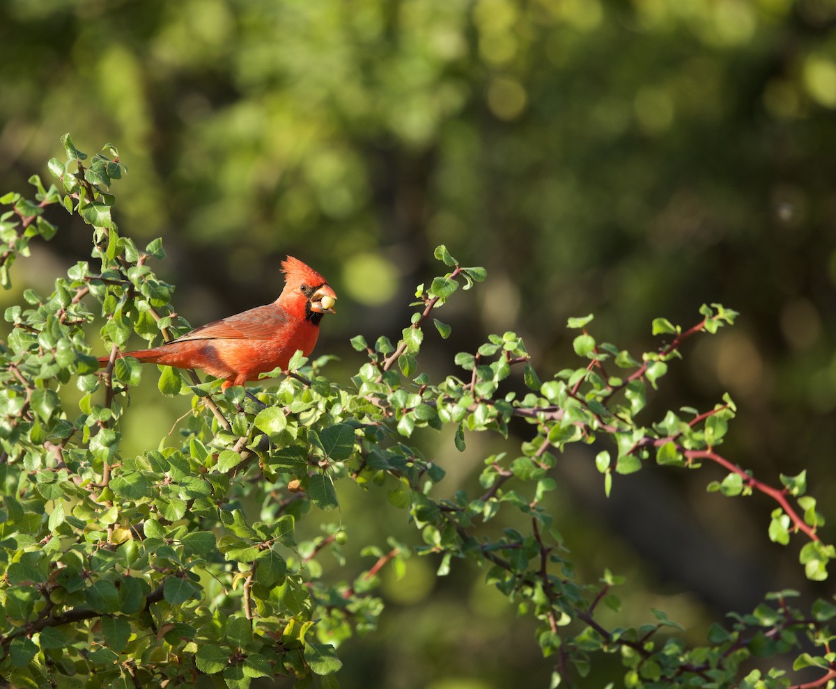 Northern Cardinal - ML646048588