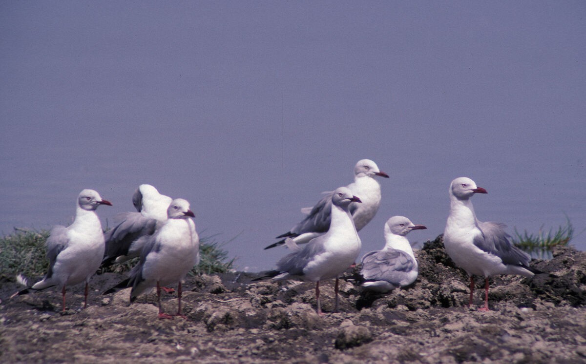 ズアオカモメ - ML646048589