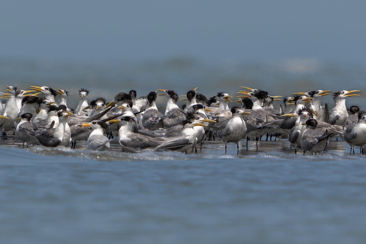 黑嘴端鳳頭燕鷗 - ML646048590