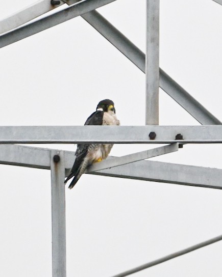 Peregrine Falcon - ML646048592