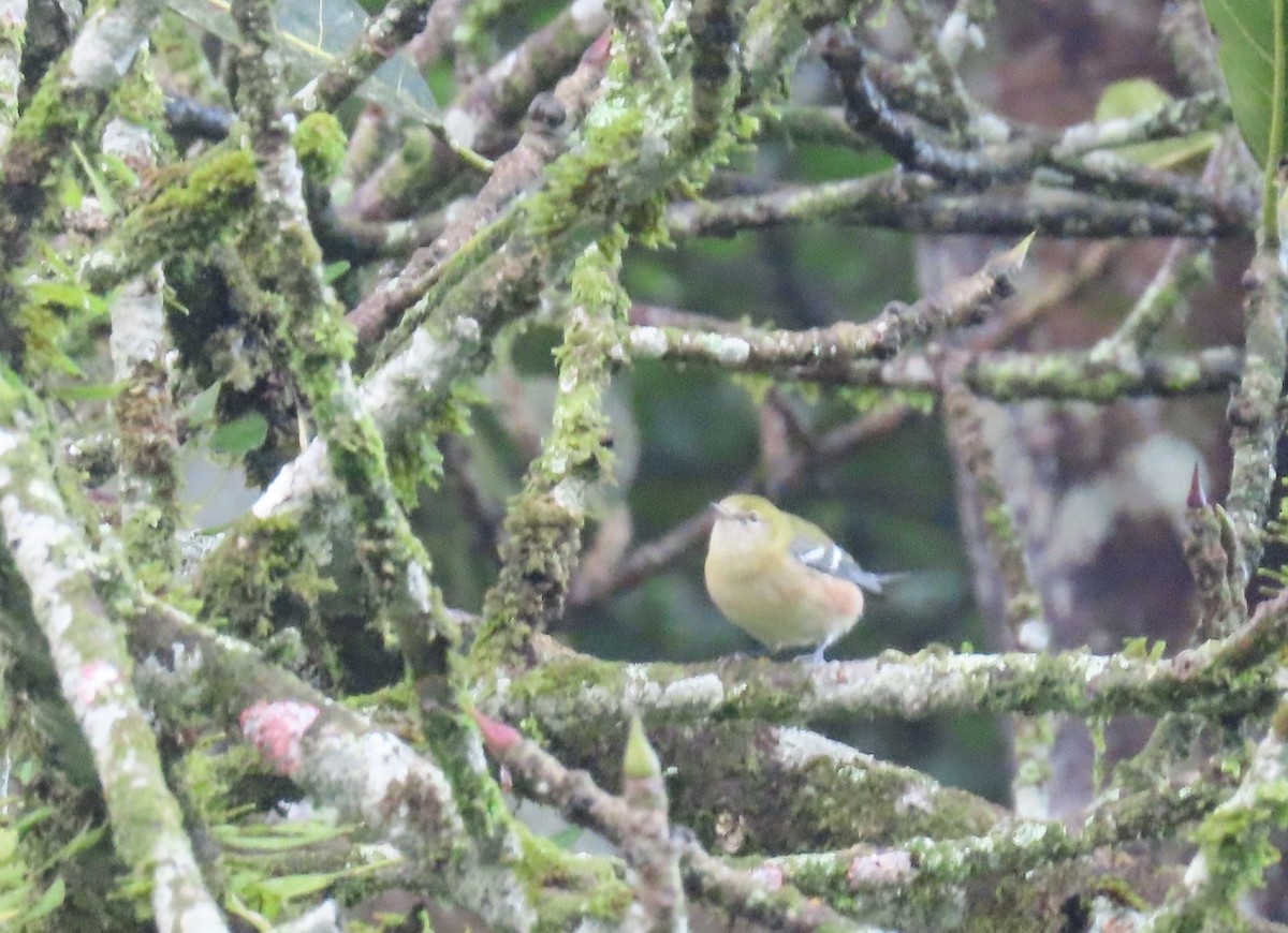 Пісняр-лісовик каштановий - ML646048598