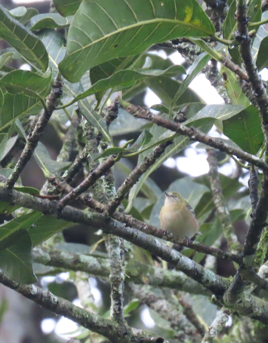 Пісняр-лісовик каштановий - ML646048599