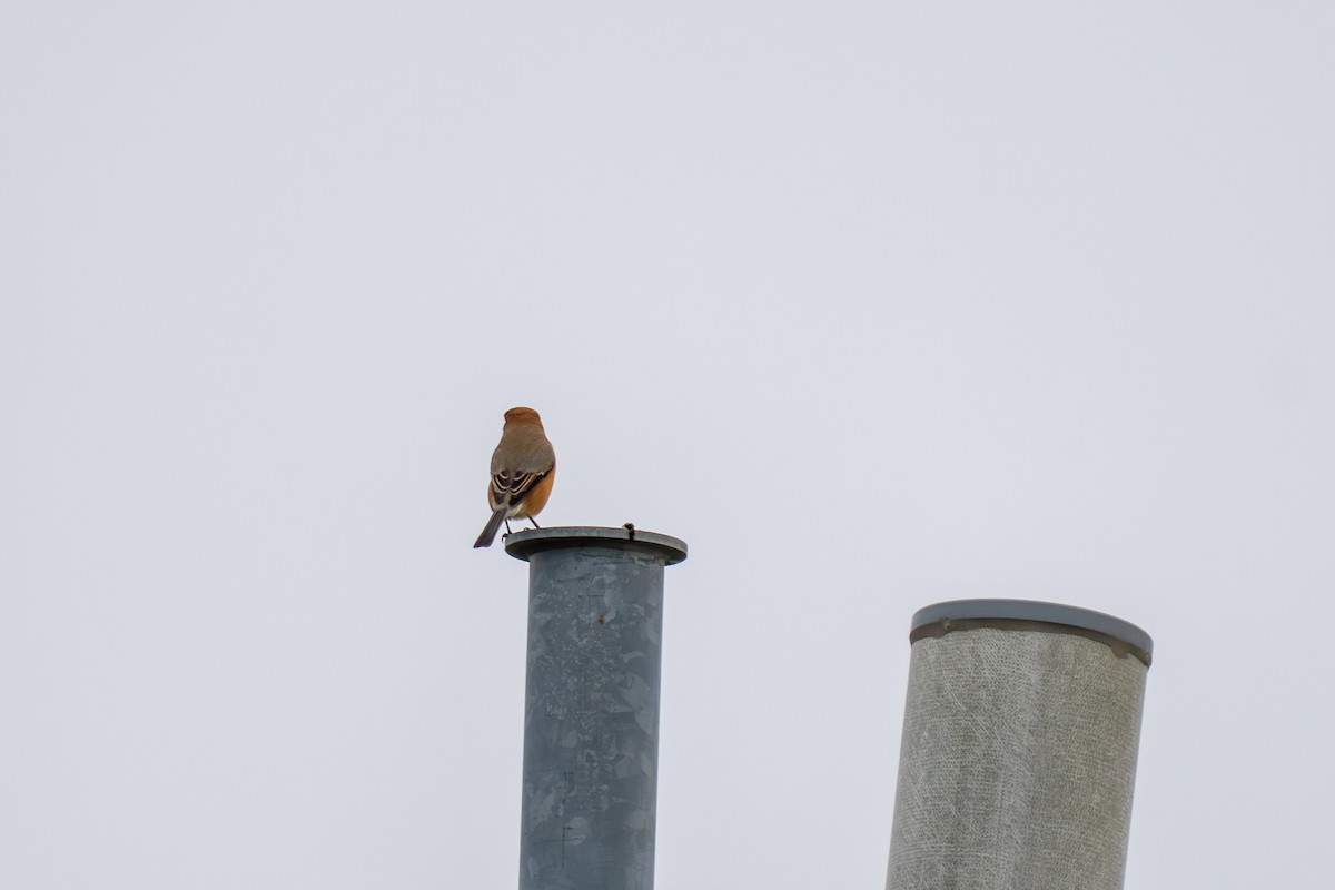 Сорокопуд японський - ML646048603