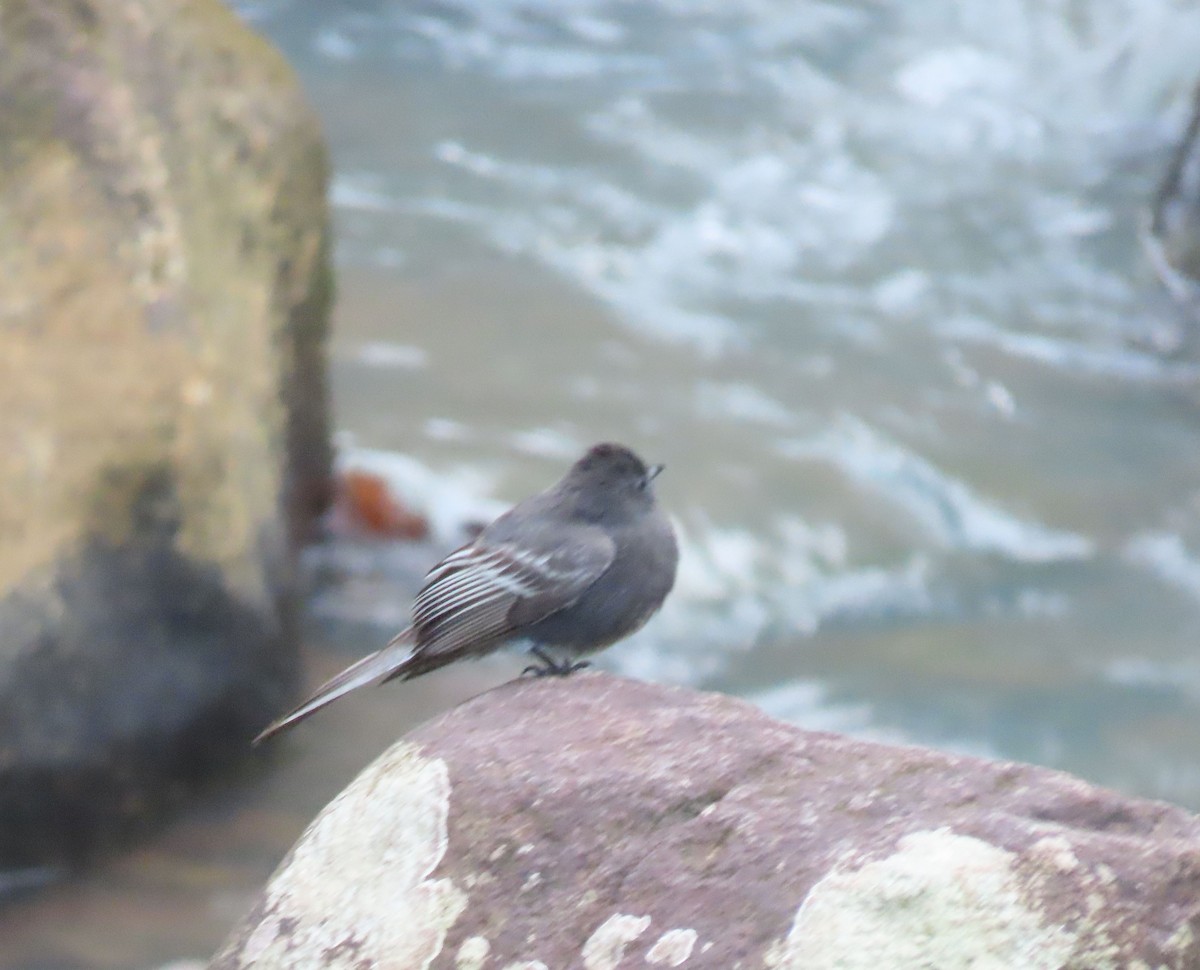 Black Phoebe (White-winged) - ML646048605