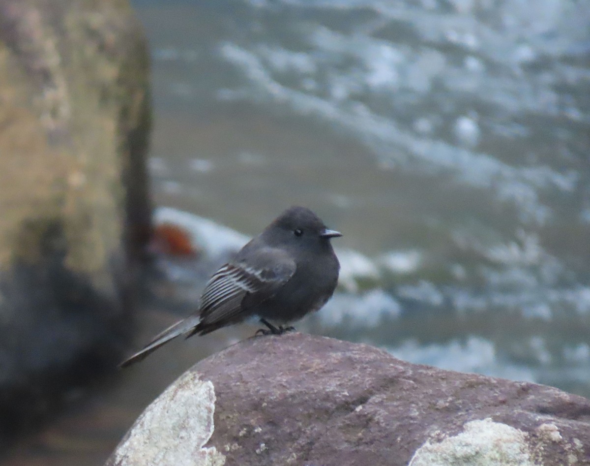 Black Phoebe (White-winged) - ML646048606