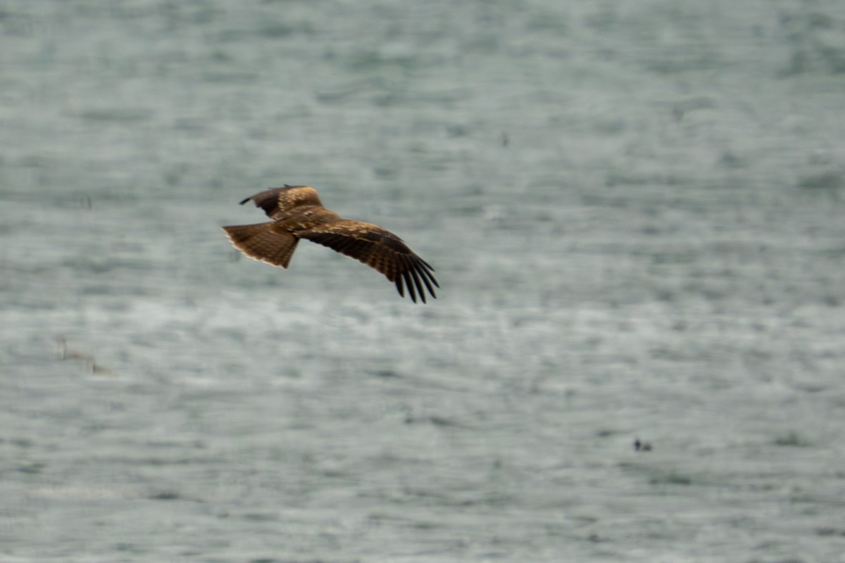 Шуліка чорний - ML646048608