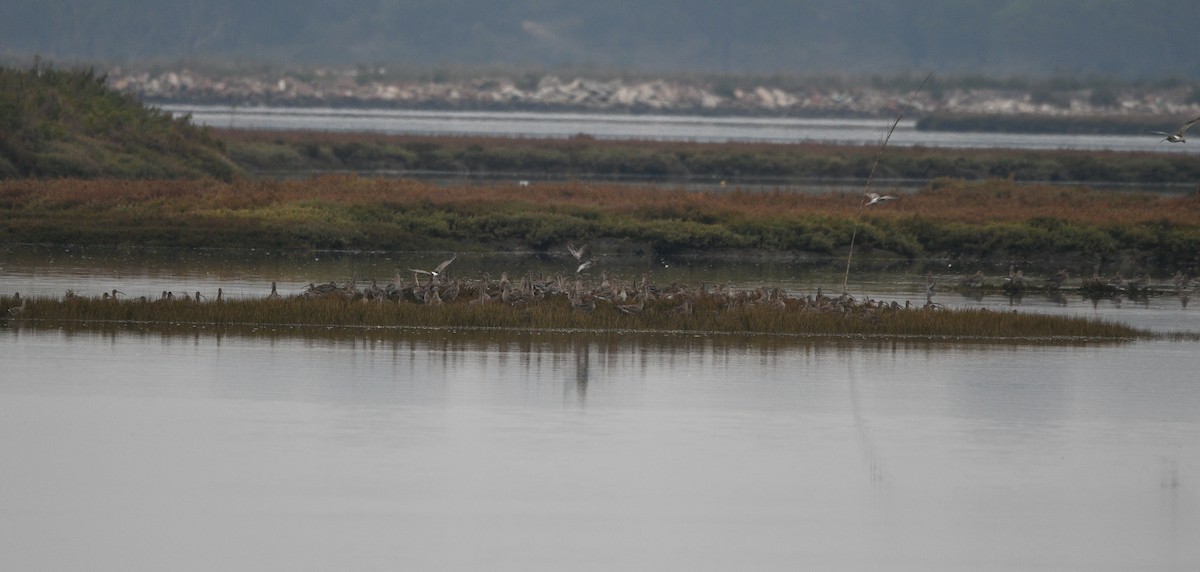 Eurasian Curlew - ML646048613