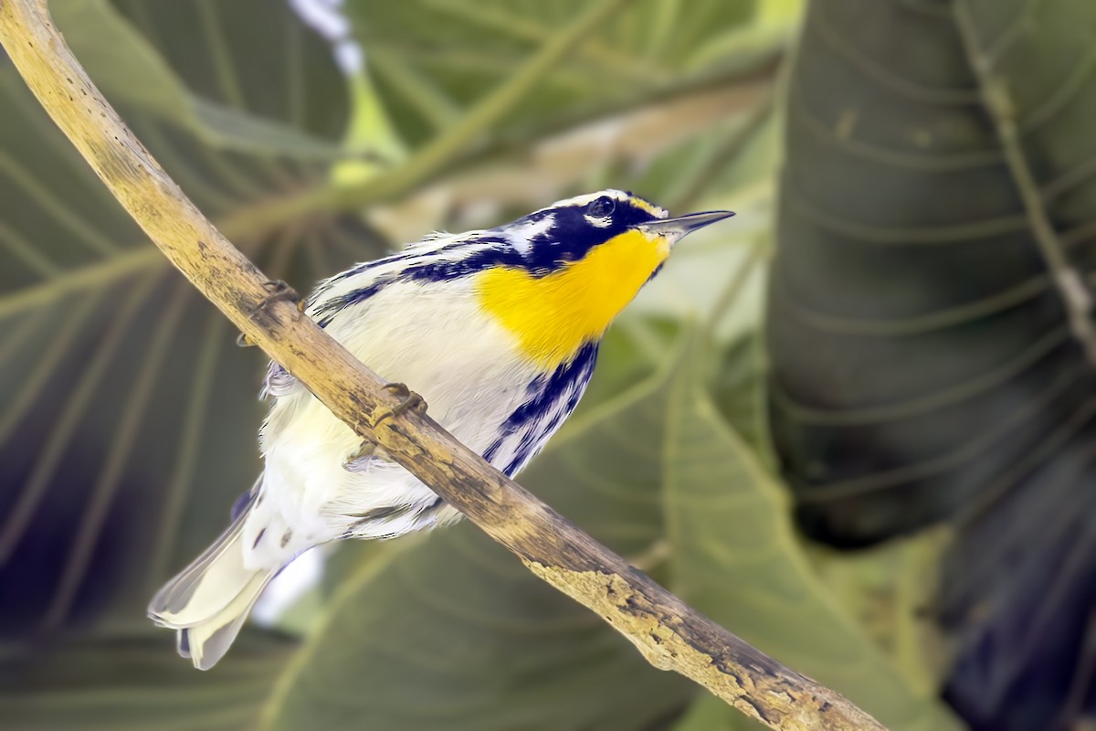 Goldkehl-Waldsänger (albilora) - ML646048615